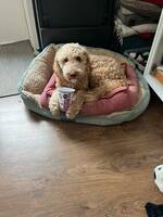 Goldendoodle