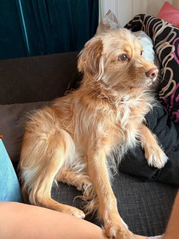 Hund - Sulleyberto -Vennlig og lærevillig bland