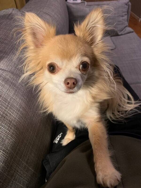 Hund - Chihuahua. Kila