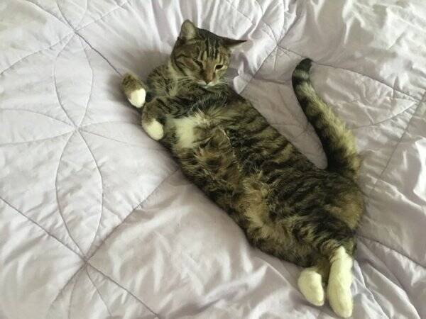 Katt