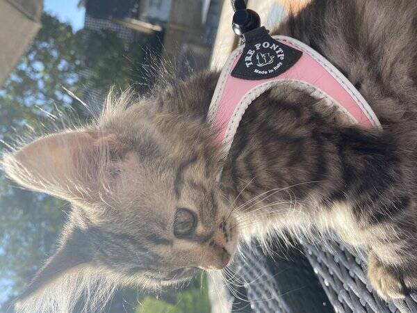 Katt
