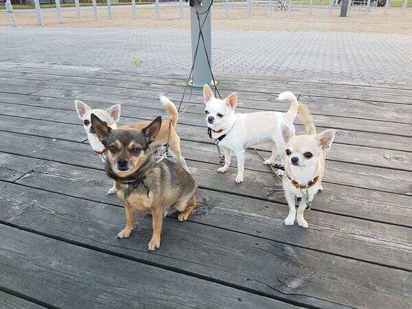 Hund - Chihuahuorna chloe, Puma och Stella 