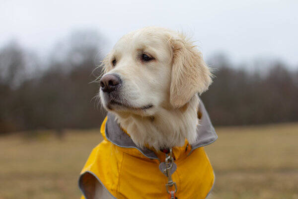 Hund - Golden retrievern Ella, 6 r