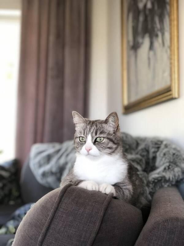 Katt
