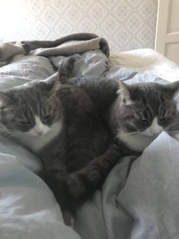 Katt
