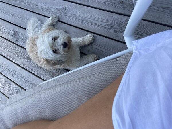 Hund