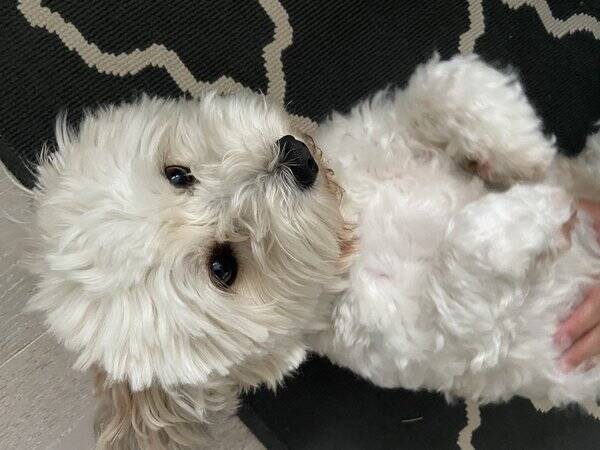 Hund