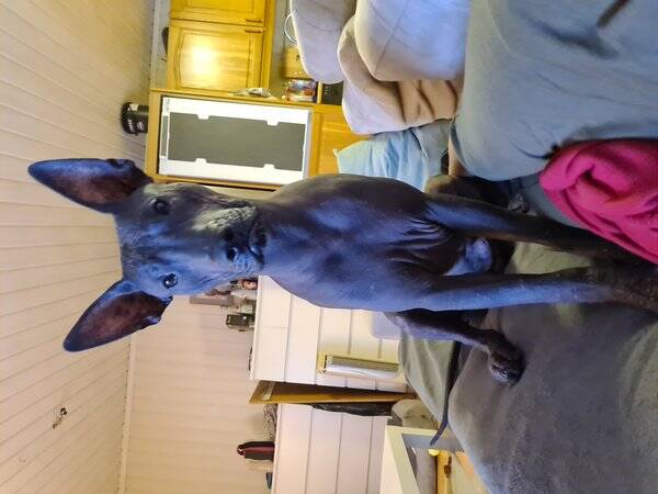 Hund - Xoloitzquintli - hann Hund - Xoloitzquintli - hann