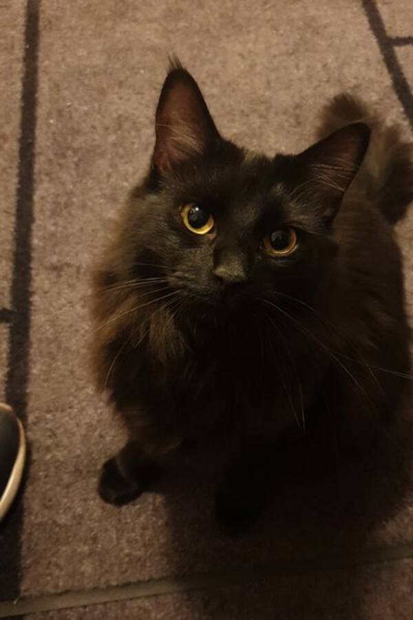 Katt