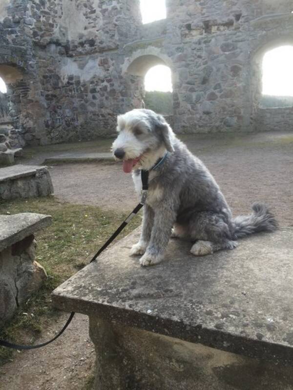 Hund