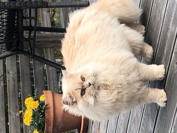 Katt