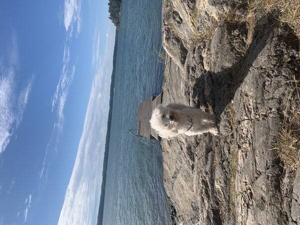 Hund