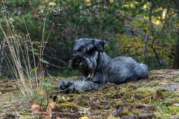 Hund - Dvrgschnauzern Bonus