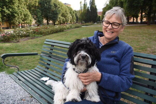 Hund - Bichion Havanais