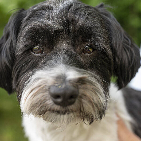 Hund - Bichion Havanais