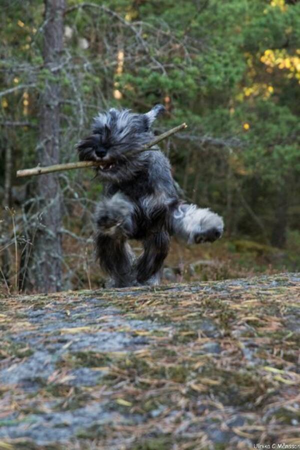 Hund - Dvrgschnauzern Bonus