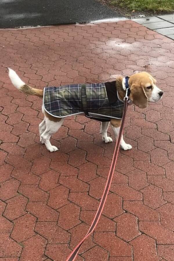 Hund