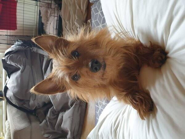 Hund Hund