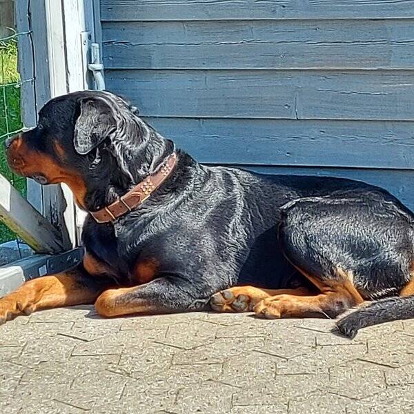 Hund Hund