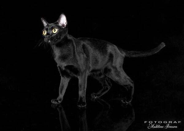 Katt