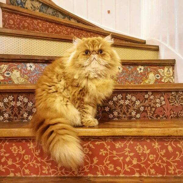 Katt