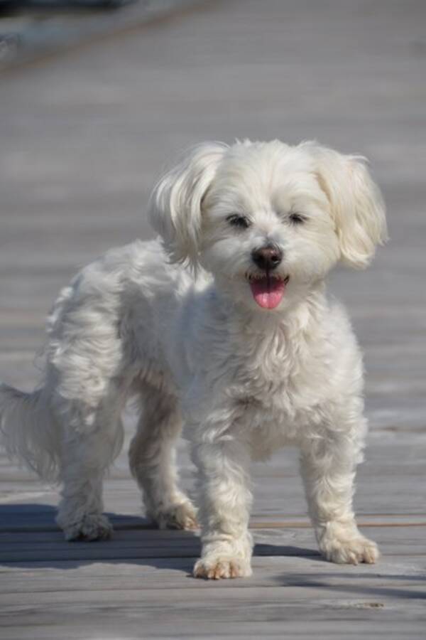 Hund