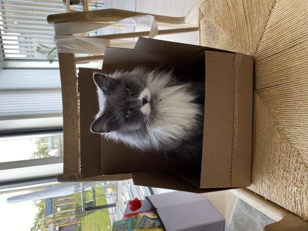 Katt