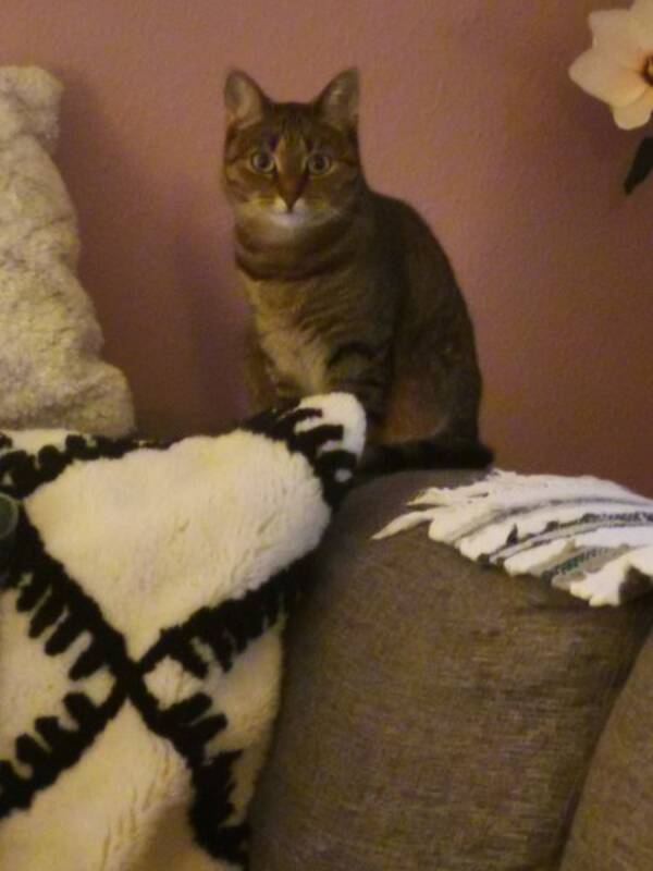 Katt