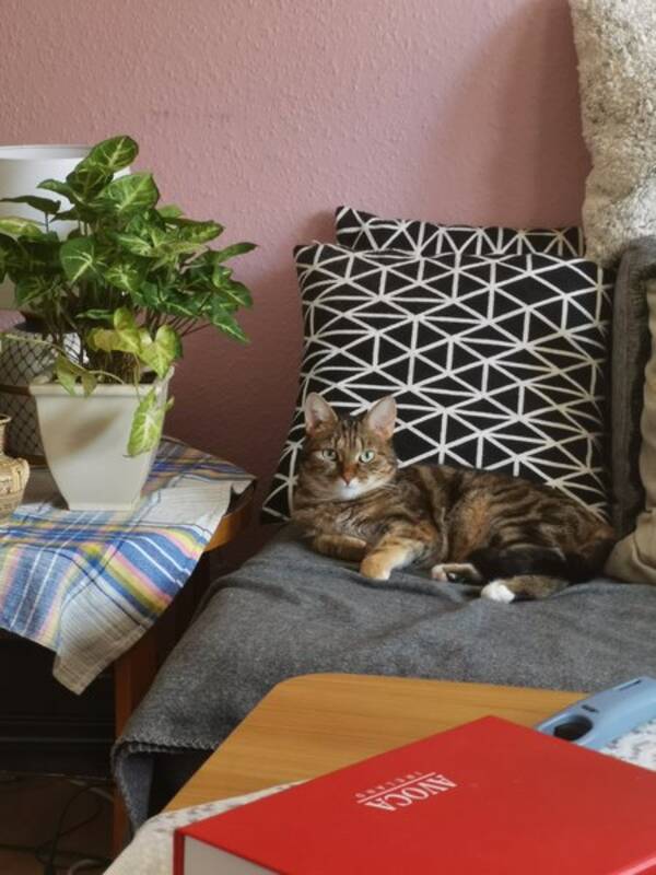 Katt