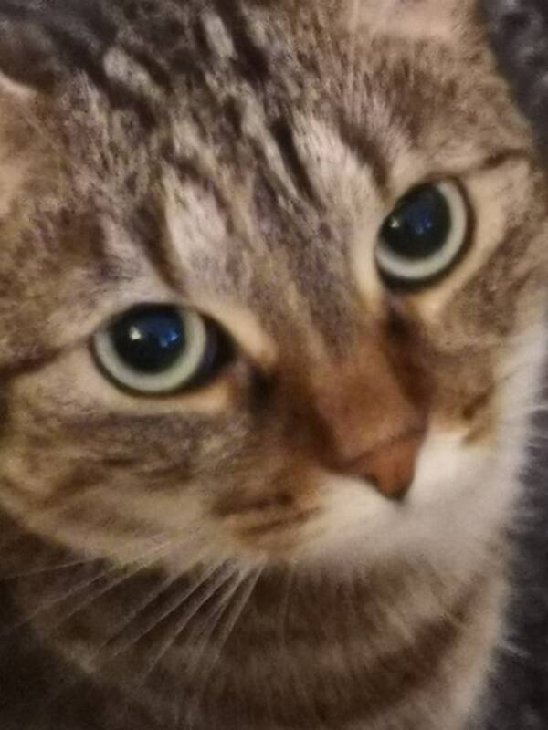 Katt