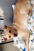 Hund Hund