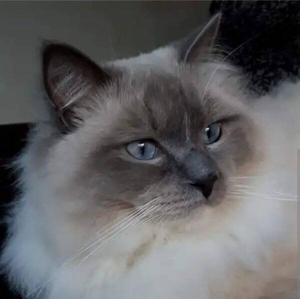 Katt - Ragdoll 