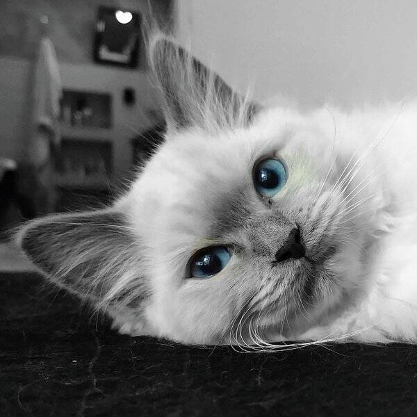 Katt - Ragdoll 