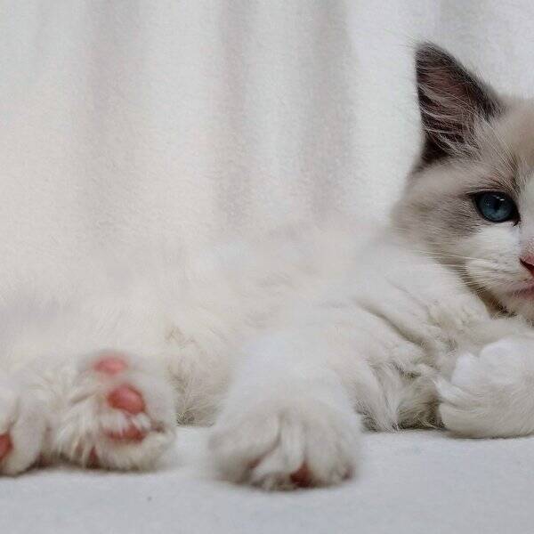 Katt - Ragdoll 