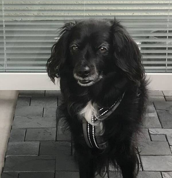 Hund