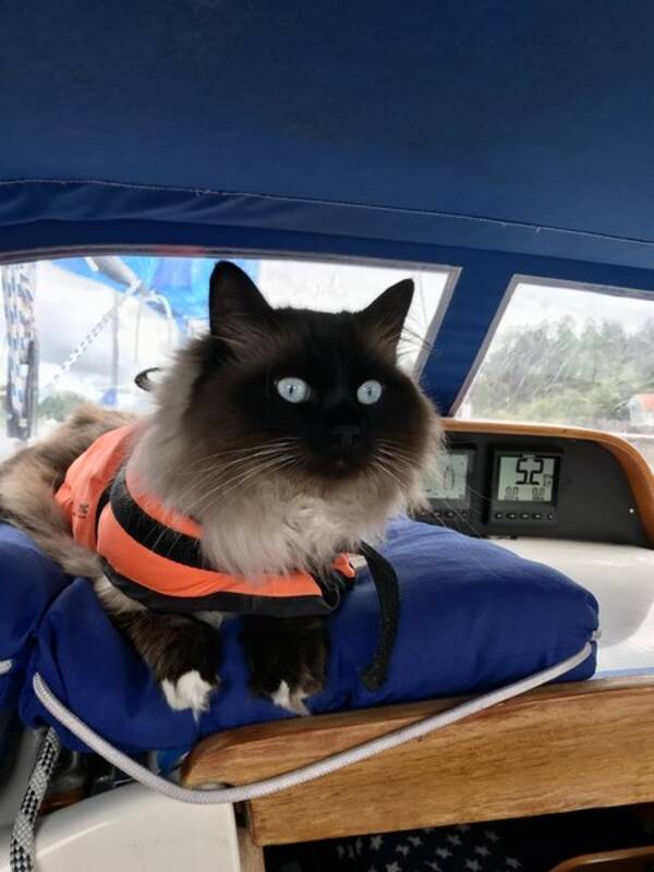 Katt