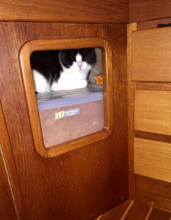 Katt