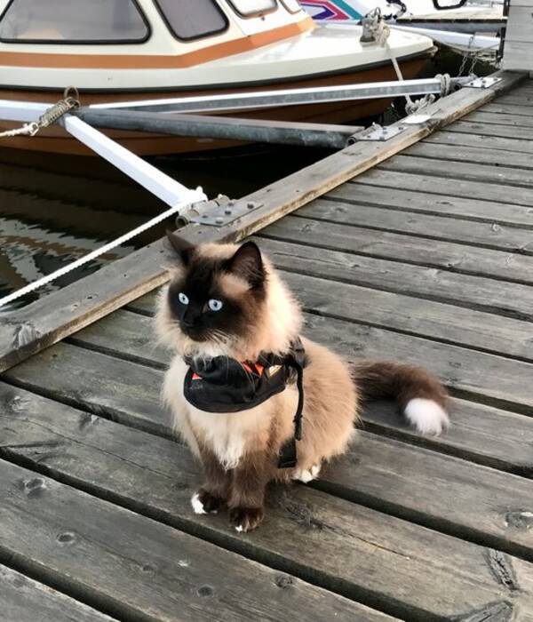 Katt