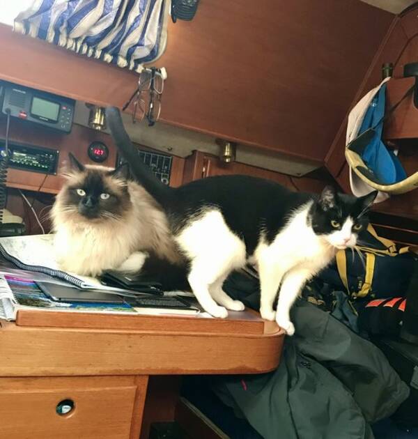 Katt