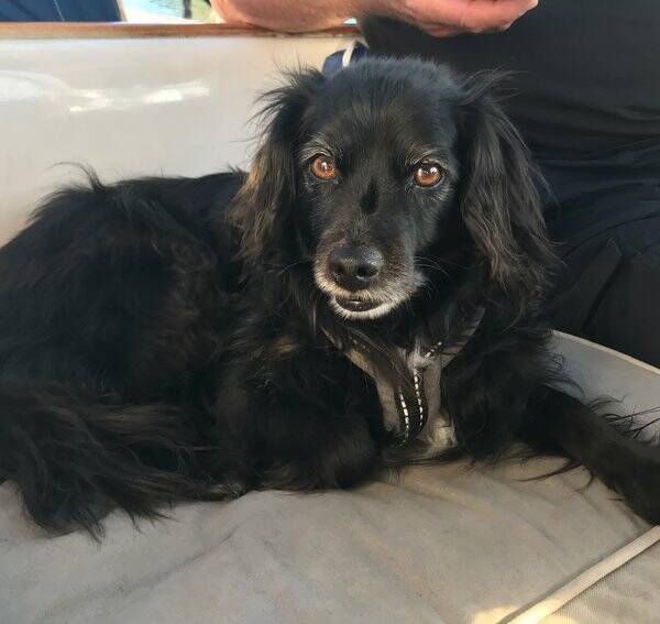 Hund