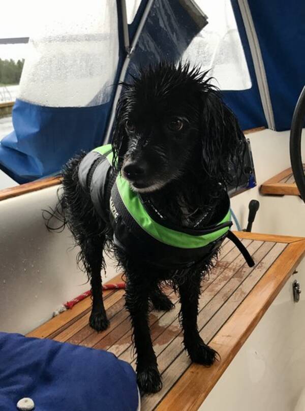 Hund