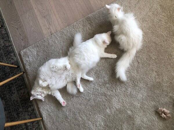 Katt