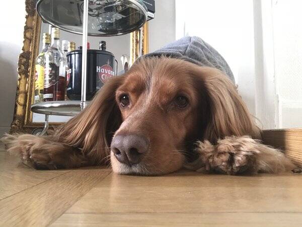 Hund
