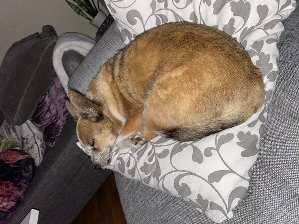 Hund - Affie!